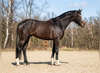 Węgierski koń sportowy, Ogier, 3 lat, 167 cm, Siwa