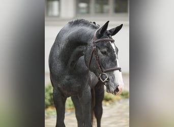 Węgierski koń sportowy, Ogier, 3 lat, 170 cm, Siwa