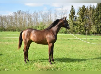 Węgierski koń sportowy, Ogier, 4 lat, 162 cm, Bułana