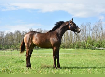 Węgierski koń sportowy, Ogier, 4 lat, 162 cm, Bułana