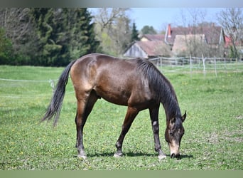 Węgierski koń sportowy, Ogier, 4 lat, 162 cm, Bułana