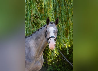 Węgierski koń sportowy, Ogier, 4 lat, 177 cm, Siwa