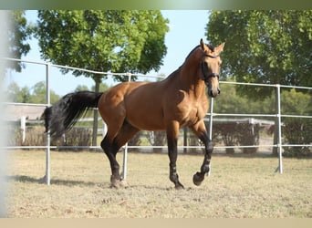 Węgierski koń sportowy, Ogier, 13 lat, 174 cm, Jelenia