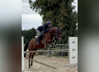 Węgierski koń sportowy, Wałach, 10 lat, 155 cm, Gniada