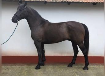 Węgierski koń sportowy, Wałach, 10 lat, 168 cm, Kara