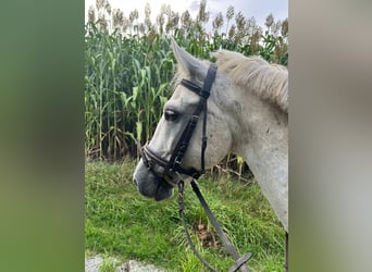Węgierski koń sportowy, Wałach, 11 lat, 140 cm, Siwa