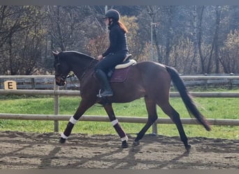Węgierski koń sportowy, Wałach, 11 lat, 163 cm, Gniada
