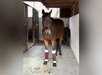 Węgierski koń sportowy, Wałach, 12 lat, 163 cm, Gniada