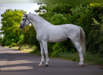 Węgierski koń sportowy, Wałach, 13 lat, 170 cm, Siwa