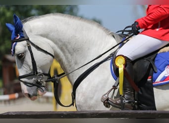 Węgierski koń sportowy, Wałach, 13 lat, 170 cm, Siwa