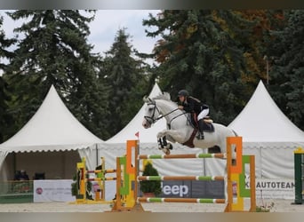Węgierski koń sportowy, Wałach, 13 lat, 170 cm, Siwa