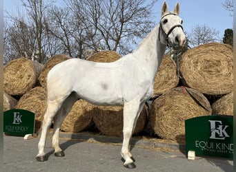 Węgierski koń sportowy, Wałach, 16 lat, 168 cm, Siwa