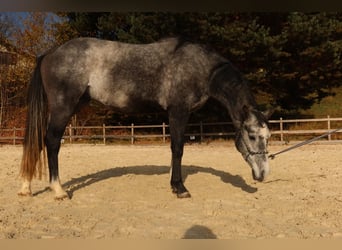 Węgierski koń sportowy, Wałach, 3 lat, 161 cm, Siwa