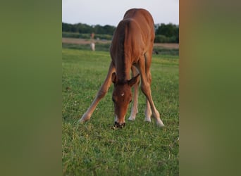Węgierski koń sportowy, Wałach, 3 lat, Gniada