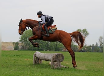 Węgierski koń sportowy, Wałach, 4 lat, 167 cm, Ciemnokasztanowata