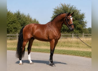 Węgierski koń sportowy, Wałach, 4 lat, 169 cm, Gniada