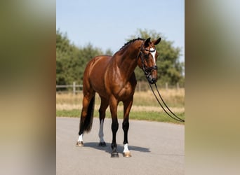 Węgierski koń sportowy, Wałach, 4 lat, 169 cm, Gniada