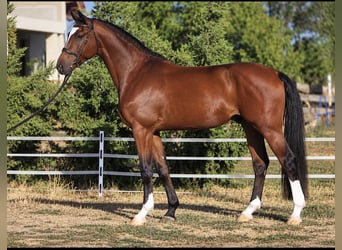 Węgierski koń sportowy, Wałach, 4 lat, 169 cm, Gniada