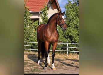 Węgierski koń sportowy, Wałach, 4 lat, 169 cm, Gniada