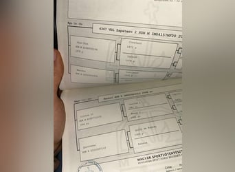 Węgierski koń sportowy, Wałach, 4 lat, 170 cm, Siwa