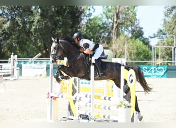 Węgierski koń sportowy, Wałach, 4 lat, 177 cm, Siwa