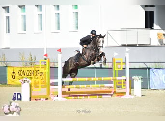Węgierski koń sportowy, Wałach, 4 lat, 177 cm, Siwa
