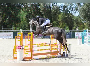 Węgierski koń sportowy, Wałach, 4 lat, 177 cm, Siwa