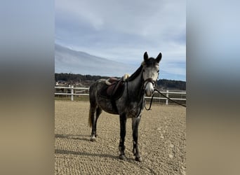 Węgierski koń sportowy, Wałach, 5 lat, 145 cm, Siwa