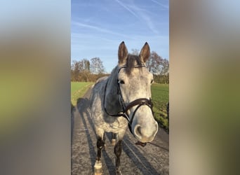 Węgierski koń sportowy Mix, Wałach, 5 lat, 150 cm, Siwa jabłkowita