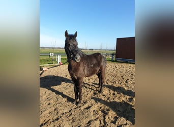 Węgierski koń sportowy Mix, Wałach, 5 lat, 152 cm, Karosiwa