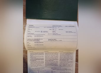 Węgierski koń sportowy Mix, Wałach, 5 lat, 152 cm, Karosiwa