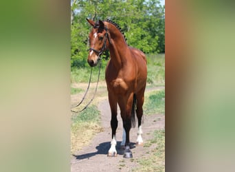 Węgierski koń sportowy, Wałach, 5 lat, 155 cm, Gniada