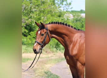 Węgierski koń sportowy, Wałach, 5 lat, 155 cm, Gniada