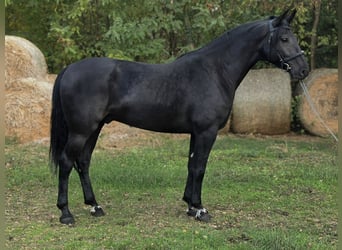 Węgierski koń sportowy, Wałach, 5 lat, 169 cm, Kara