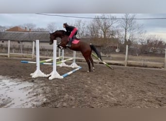 Węgierski koń sportowy, Wałach, 5 lat, 171 cm, Gniada