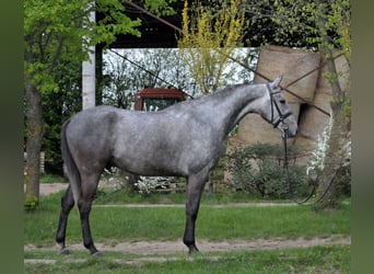 Węgierski koń sportowy, Wałach, 5 lat, 171 cm, Siwa