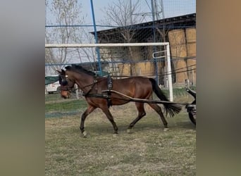 Węgierski koń sportowy, Wałach, 6 lat, 152 cm, Gniada