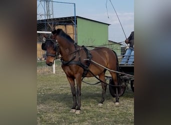 Węgierski koń sportowy, Wałach, 6 lat, 152 cm, Gniada