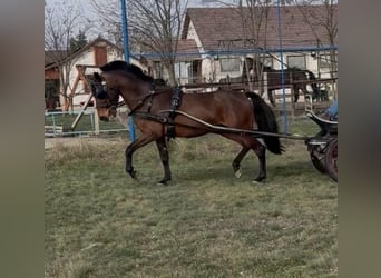 Węgierski koń sportowy, Wałach, 6 lat, 152 cm, Gniada