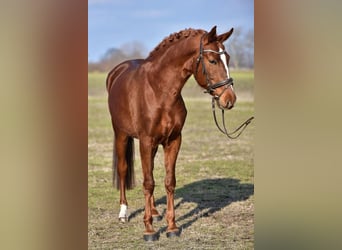 Węgierski koń sportowy, Wałach, 6 lat, 160 cm, Kasztanowata