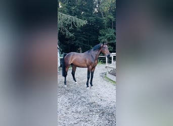 Węgierski koń sportowy, Wałach, 6 lat, 165 cm, Ciemnogniada