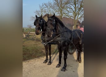 Węgierski koń sportowy, Wałach, 6 lat, 165 cm, Ciemnogniada