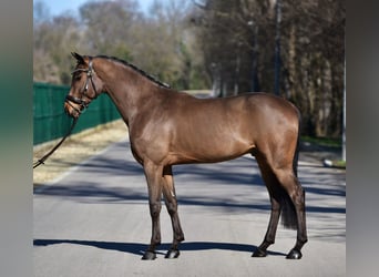 Węgierski koń sportowy, Wałach, 6 lat, 165 cm, Gniada