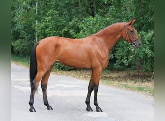 Węgierski koń sportowy, Wałach, 6 lat, 165 cm, Gniada