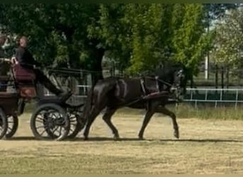 Węgierski koń sportowy, Wałach, 6 lat, 165 cm, Kara