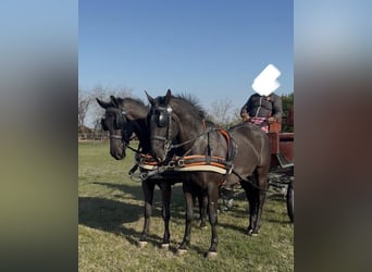 Węgierski koń sportowy, Wałach, 6 lat, 165 cm, Kara