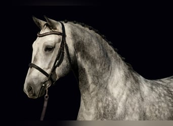 Węgierski koń sportowy, Wałach, 6 lat, 165 cm, Siwa