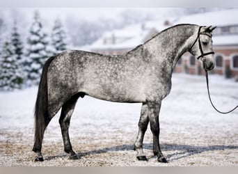 Węgierski koń sportowy, Wałach, 6 lat, 165 cm, Siwa