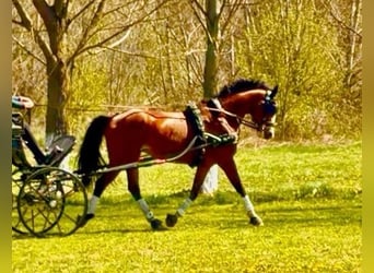 Węgierski koń sportowy, Wałach, 7 lat, 165 cm, Gniada
