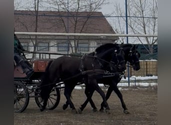 Węgierski koń sportowy, Wałach, 7 lat, 165 cm, Kara